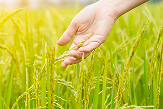 Modelos sostenibles en la siembra de arroz