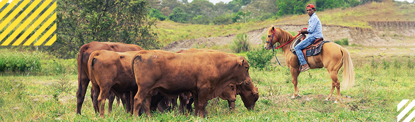 Impulsar los modelos de seguros para la ganadería bovina, porcina, bufalina  y la avicultura es uno de los retos que tiene Colombia en materia de seguros agropecuarios.