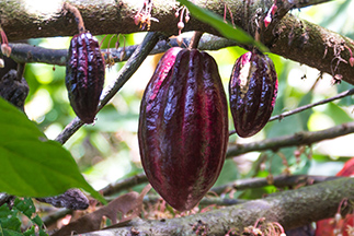 Cacao colombiano: alta calidad y grandes desafíos