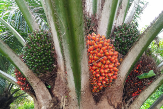 Retos para el mercado de palma de aceite