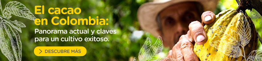 El cacao en Colombia: panorama actual y claves para un cultivo exitoso