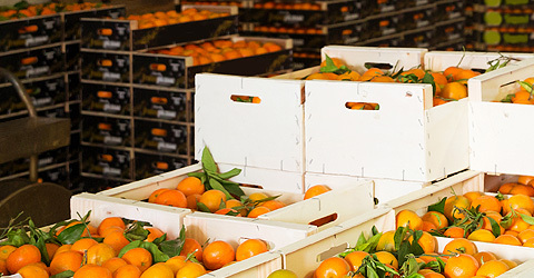 Conoce los requisitos para exportar naranja a Estados Unidos y Puerto Rico