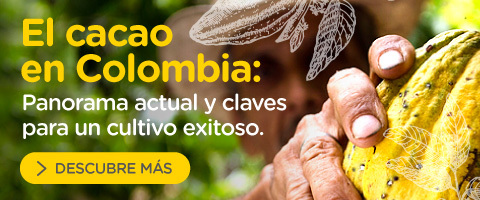 El cacao en Colombia: panorama actual y claves para un cultivo exitoso