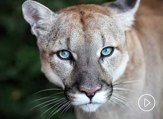 El Puma: proteger su ecosistema, es proteger su especie