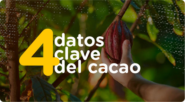 4 datos clave del cacao