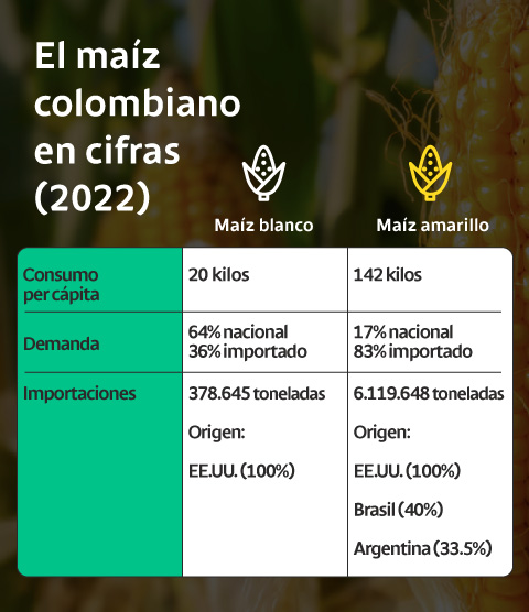 El maíz colombiano en cifras (2022)