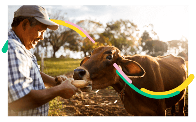 Foto de ganadero colombiano alimentando a su ganado ya que obtuvo un crédito para ganadería sostenible con Bancolombia