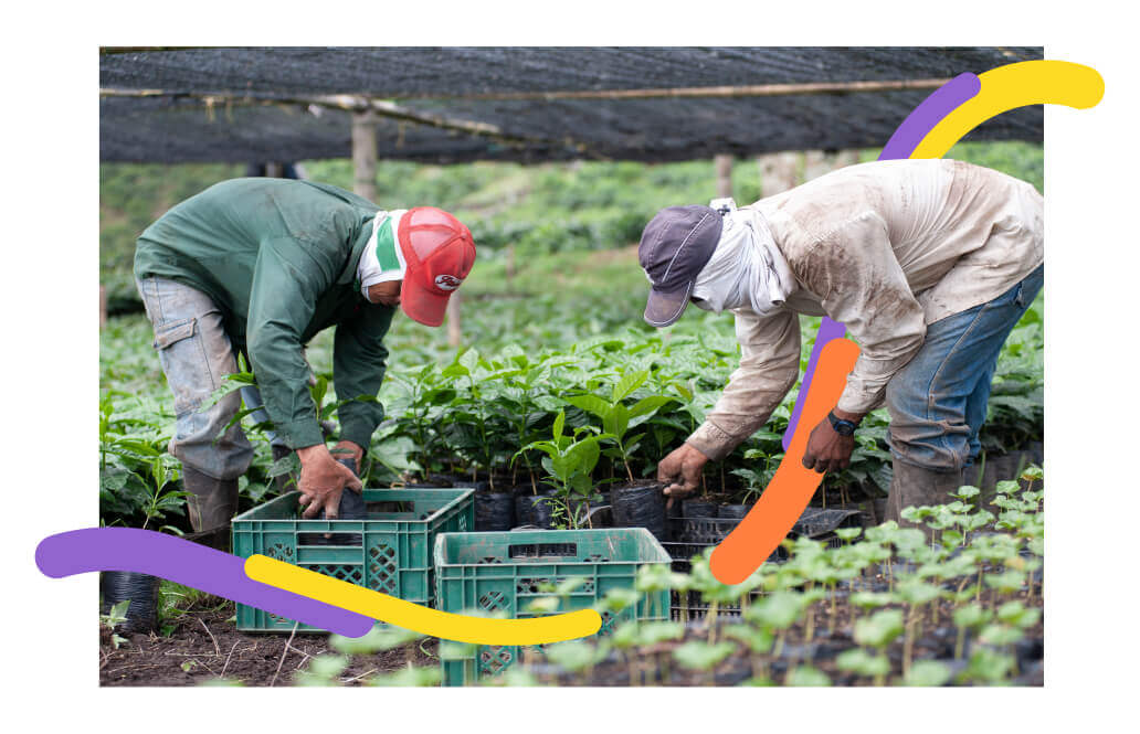 Foto de dos campesinos colombianos trabajando sus cultivos los cuáles detectaron como productivos con la herramienta dónde cultivar en Colombia