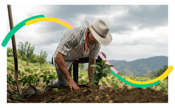 Foto de hombre mayor campesino, sembrando matas de café en su tierra, feliz porque conoció las ventajas del fondo nacional de garantias