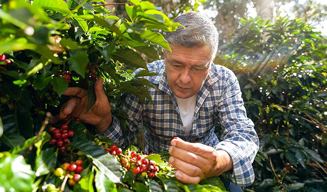 Precio y producción de café en Colombia