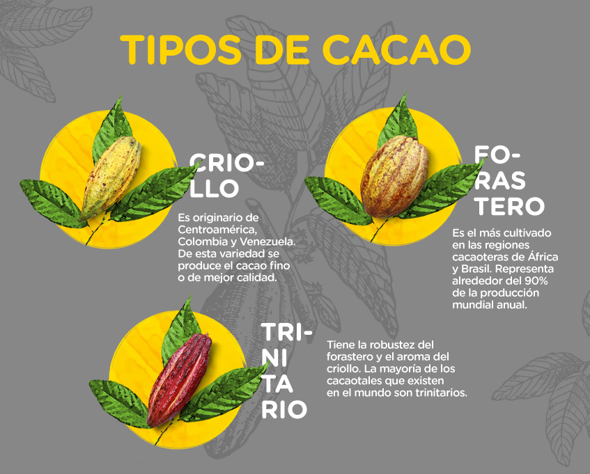 Tipos de cacao