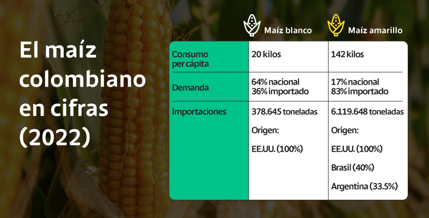 El maíz colombiano en cifras (2022)