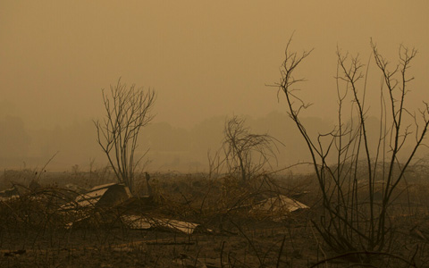 Fotografía sobre vegetación dañada después de que un incendio forestal quemara una granja cerca de Mulino, Oregón, el 10 de septiembre de 2020.