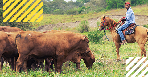 Impulsar los modelos de seguros para la ganadería bovina, porcina, bufalina  y la avicultura es uno de los retos que tiene Colombia en materia de seguros agropecuarios.
