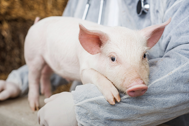 Del Big Data al “Pig Data”: la próxima revolución tecnológica en la porcicultura